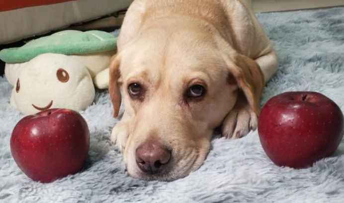 狗狗水果餵食 狗狗水果餵食