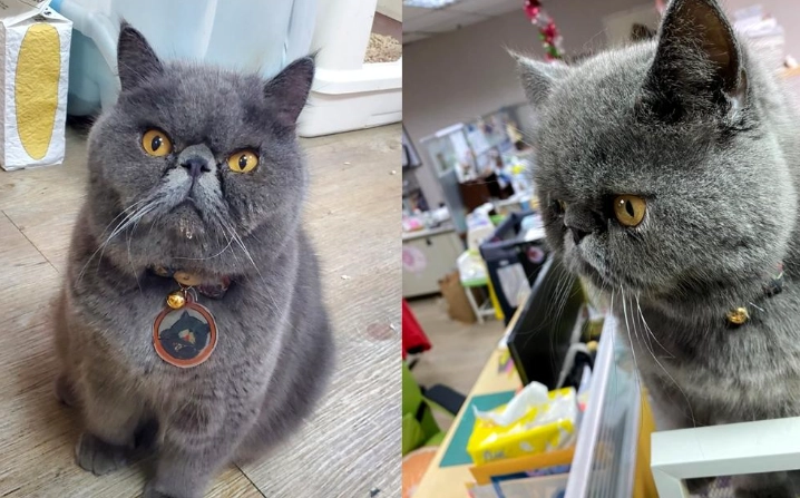 扁臉貓健康問題