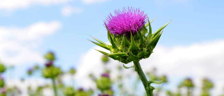 脂肪肝自然療法 脂肪肝自然療法