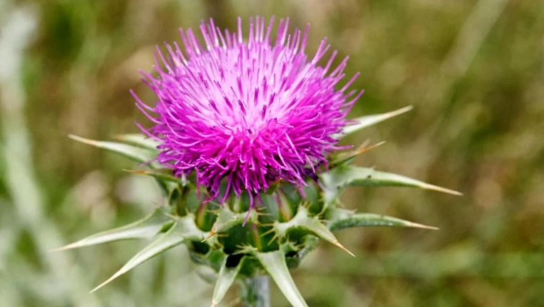 水飛薊保肝功效 水飛薊保肝功效