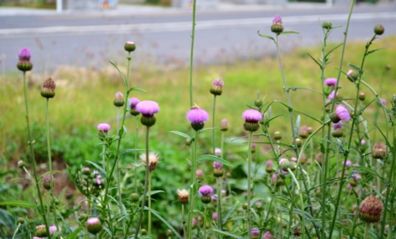 雞角刺栽培技巧