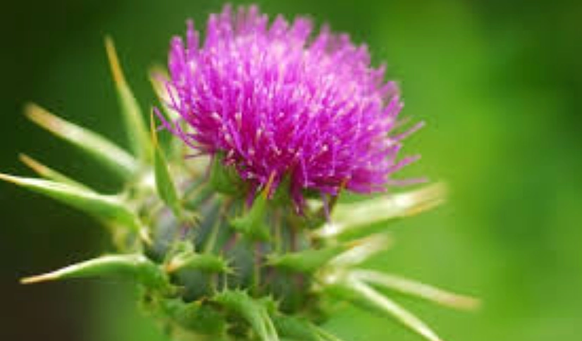 奶薊子功效 奶薊子功效