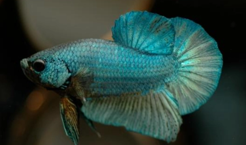 鬥魚壽命 鬥魚壽命