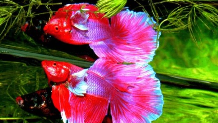 鬥魚飼養技巧 鬥魚飼養技巧