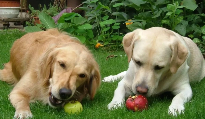 水蜜桃對狗安全 水蜜桃對狗安全
