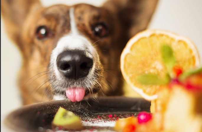 蘋果對狗安全 蘋果對狗安全