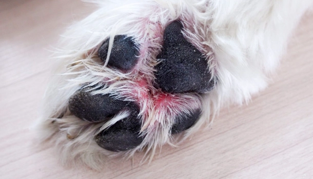 狗狗腳趾護理 狗狗腳趾護理