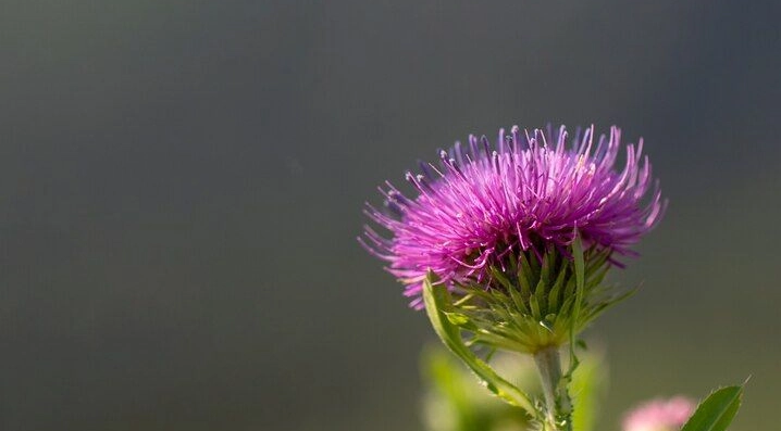 水飛薊服用時間 水飛薊服用時間