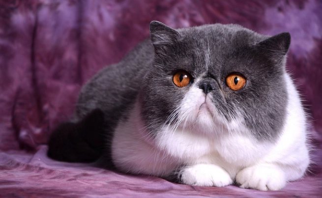 飼養指南 飼養指南