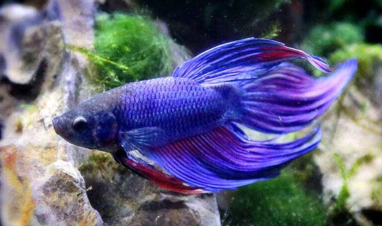 鬥魚壽命影響因素 鬥魚壽命影響因素