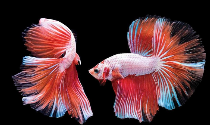 鬥魚養殖方法 鬥魚養殖方法