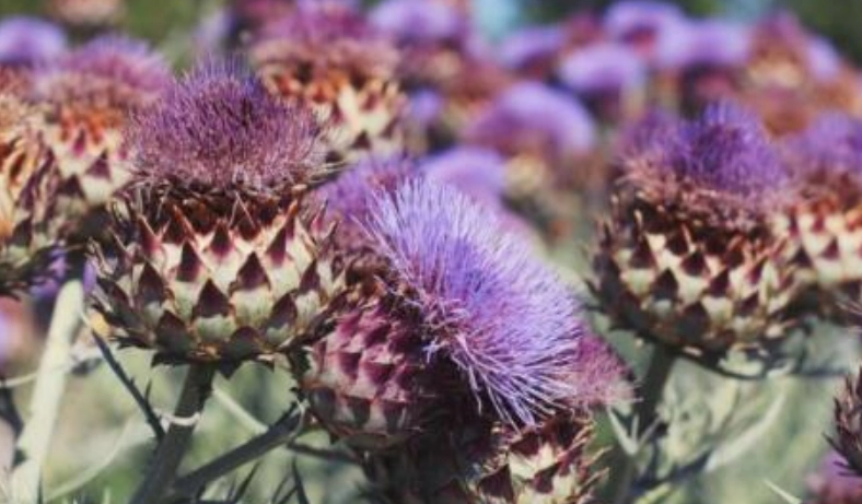 水飛蓟副作用 水飛蓟副作用