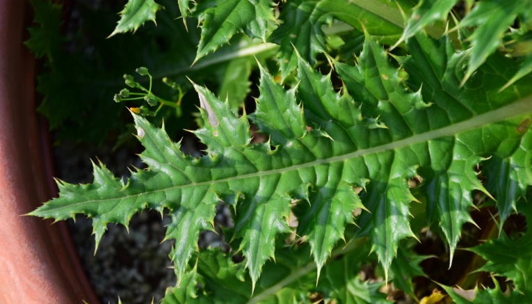 雞角刺安全使用