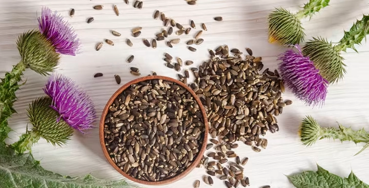 水飛薊服用時間 水飛薊服用時間