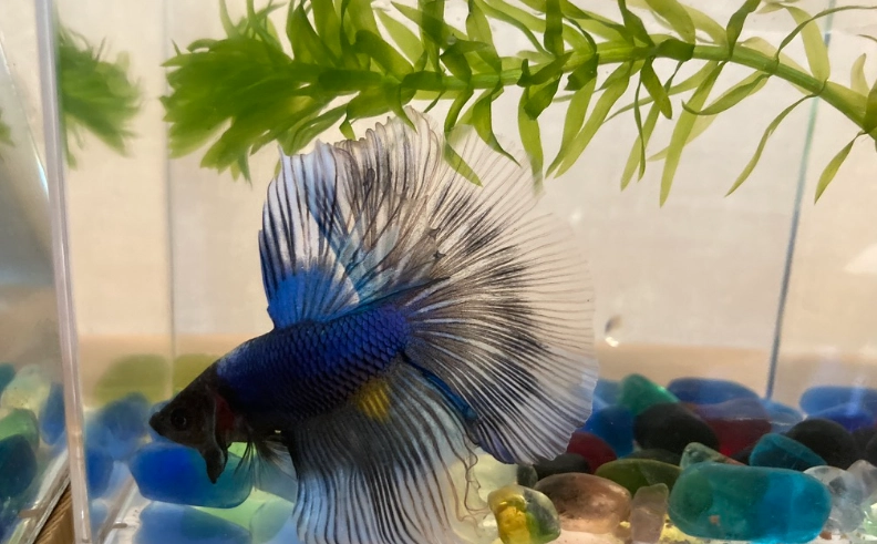 養鬥魚心理健康好處