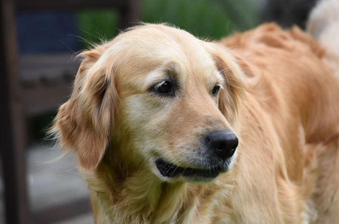 領養黃金獵犬流程 領養黃金獵犬流程