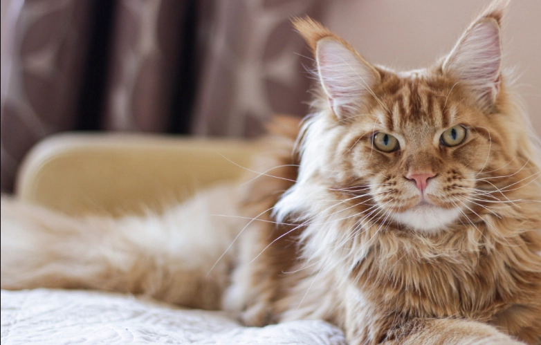 緬因貓健康問題