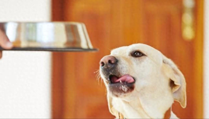 狗吃豆腐 狗吃豆腐