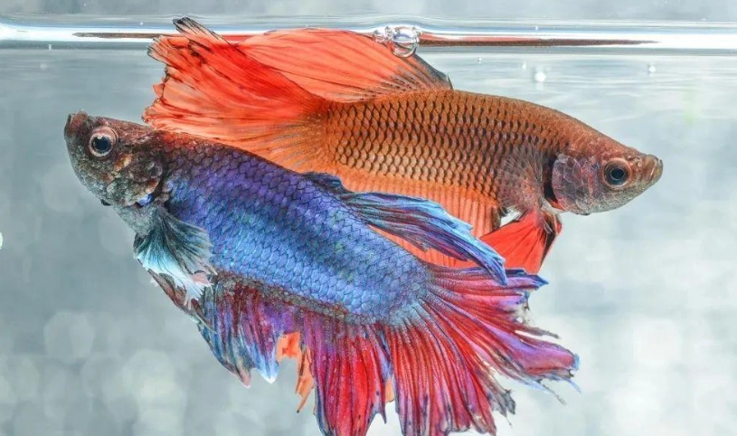 斗鱼饲养环境 斗鱼饲养环境