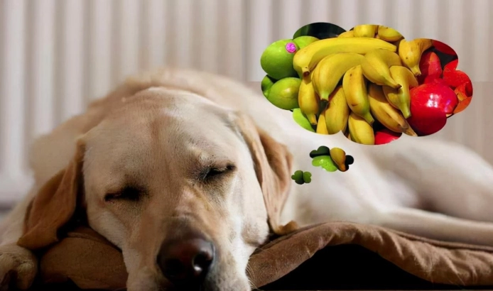 水蜜桃對狗安全 水蜜桃對狗安全