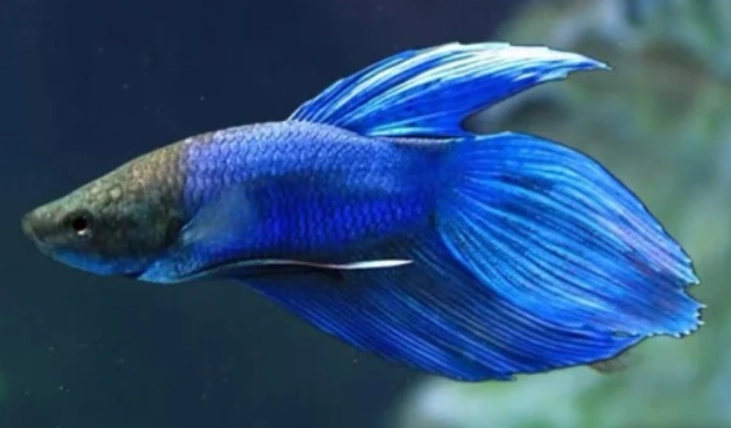 延長鬥魚壽命方法 延長鬥魚壽命方法