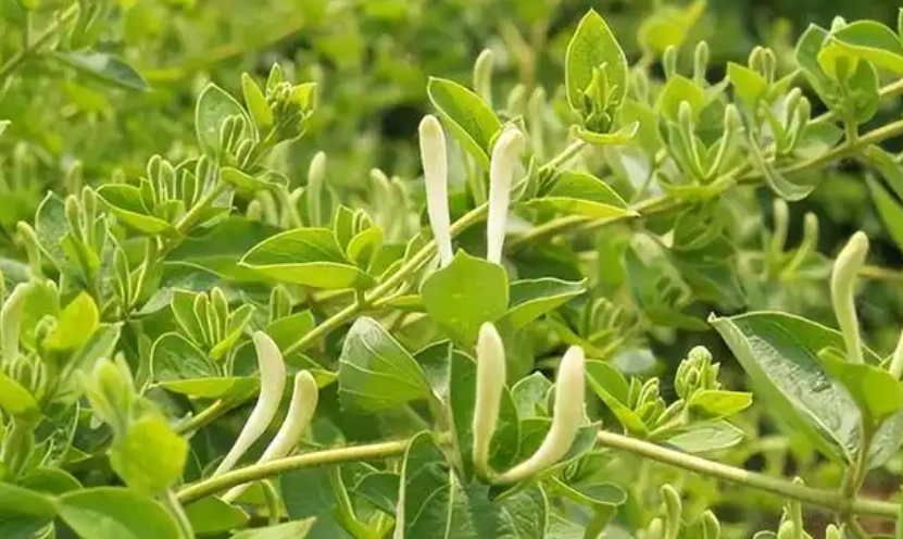 金銀花使用方法 金銀花使用方法