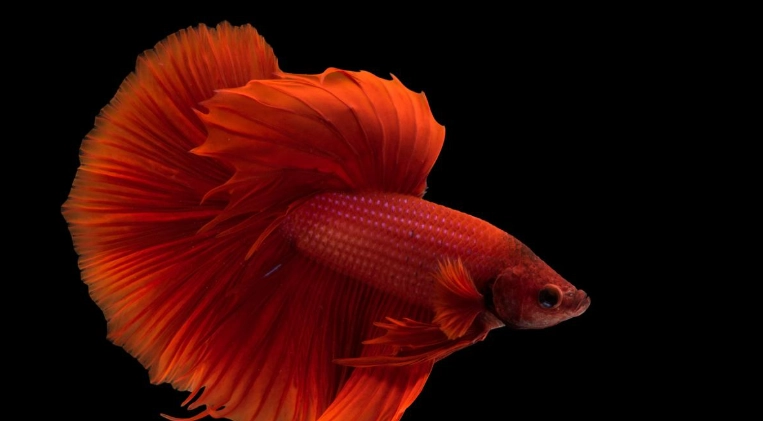 鬥魚壽命多長 鬥魚壽命多長