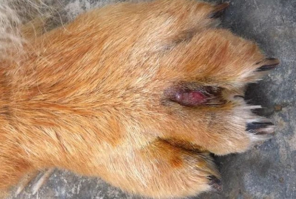 狗狗腳趾護理 狗狗腳趾護理