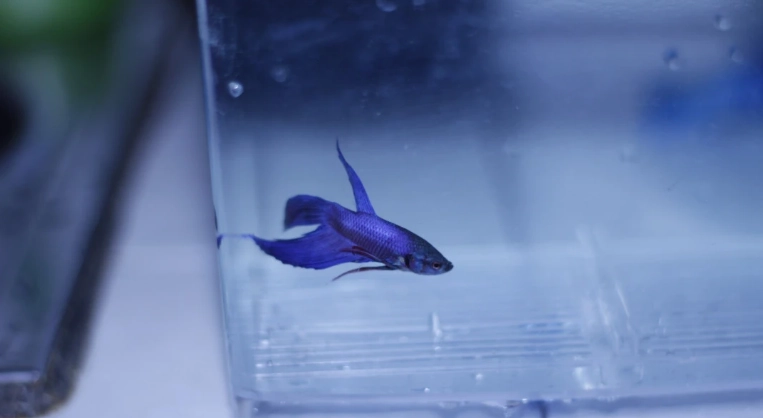 延長鬥魚壽命方法 延長鬥魚壽命方法