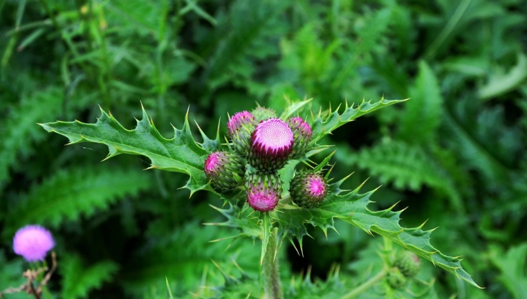 雞角刺栽培技巧