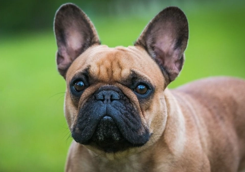 法國鬥牛犬價錢 法國鬥牛犬價錢