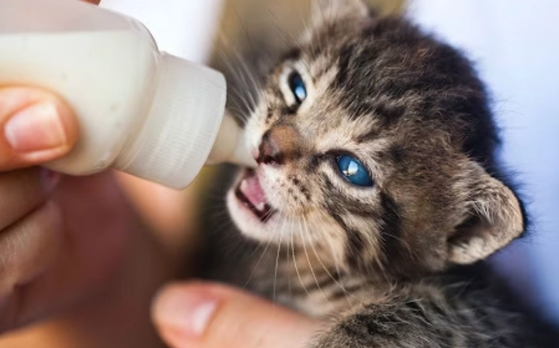 貓咪拉肚子處理