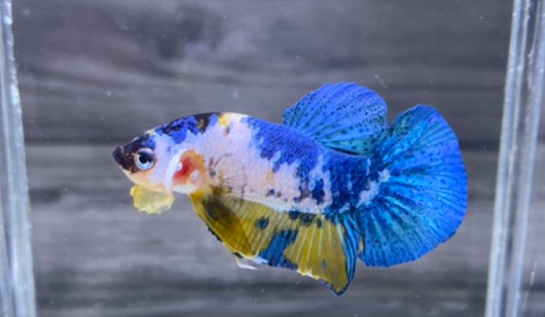 養鬥魚注意事項