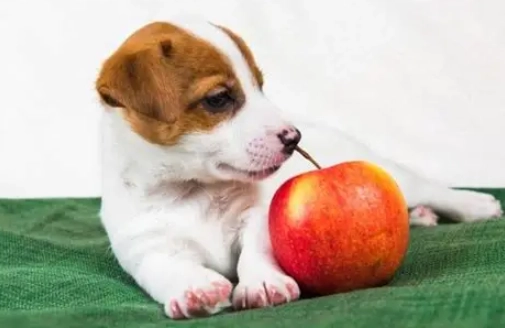 蘋果對狗安全 蘋果對狗安全