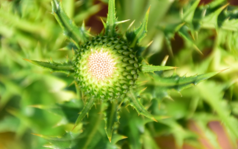 雞角刺使用方法