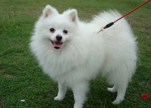 狐狸犬飼養問題 狐狸犬飼養問題