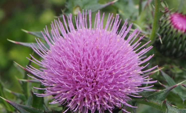 小薊中藥 小薊中藥