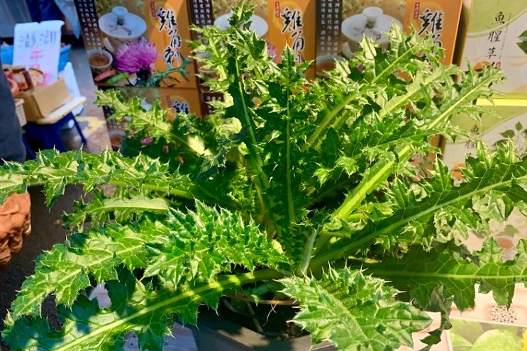 雞角刺栽培技巧