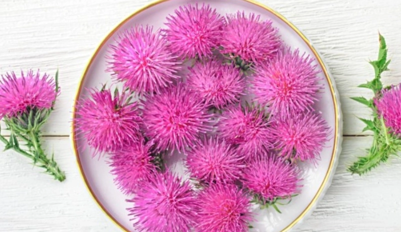 水飛蓟不适合谁吃 水飛蓟不适合谁吃