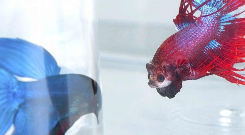 養鬥魚心理健康好處