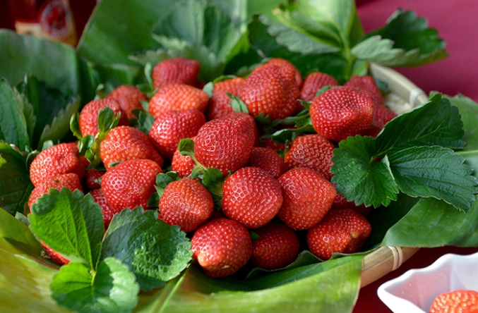 草莓美食推薦 草莓美食推薦