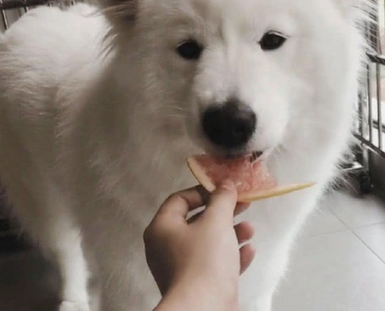 柚子對狗的影響