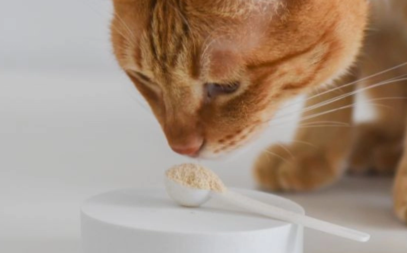 排毛粉劑量建議