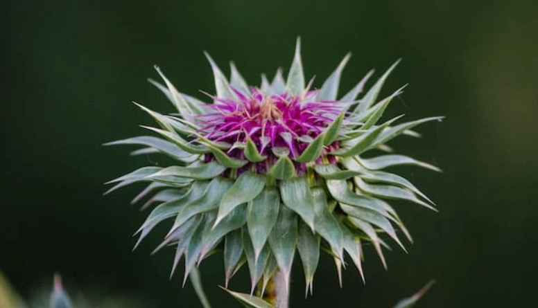 脂肪肝自然療法 脂肪肝自然療法