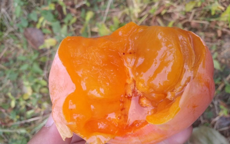 軟柿子營養價值