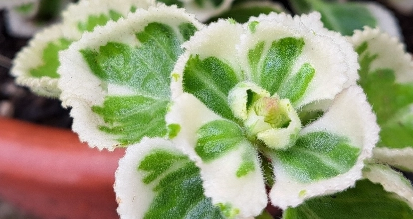 斑葉左手香種植