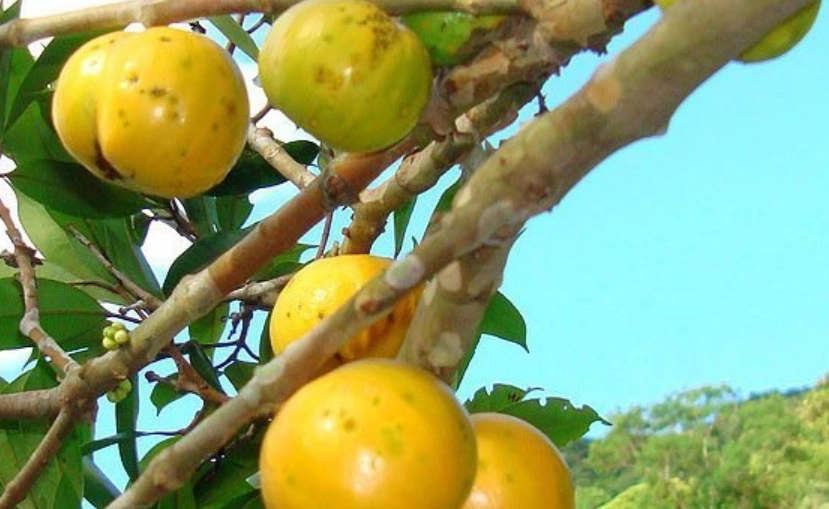 最好吃的樹葡萄