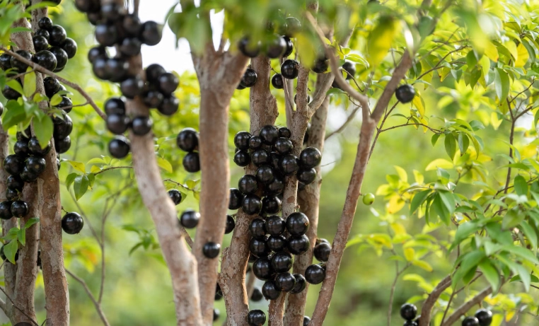 樹葡萄樹苗購買