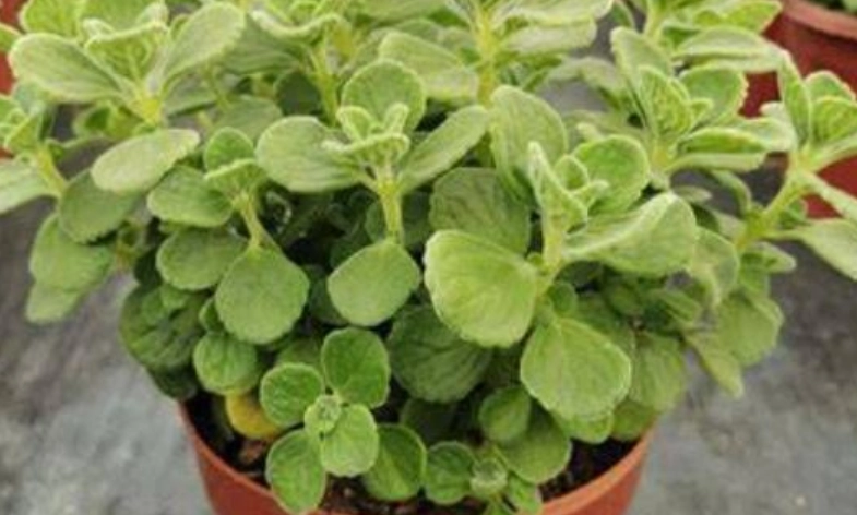 植物木質化處理