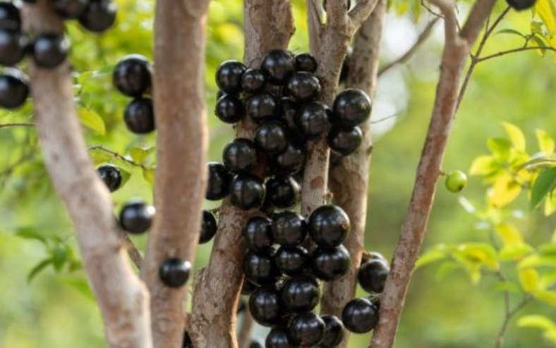 樹葡萄口感比較